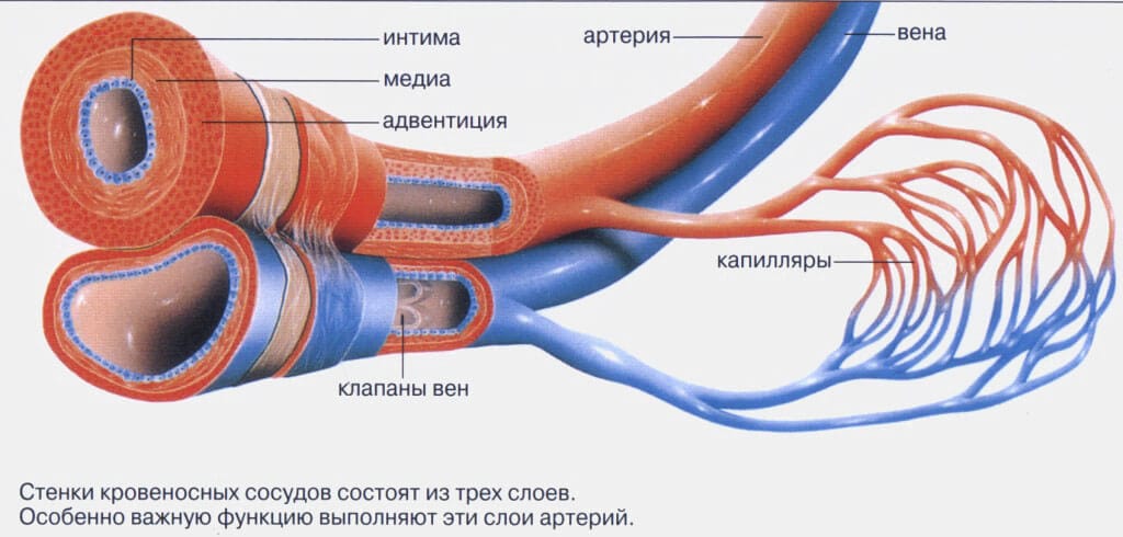 Флебозол для вен отзывы врачей